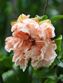 544080_426493540788560_1115673433_n