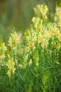 546045_474742315963682_148183410_n