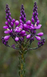 552767_362575850513663_868519262_n