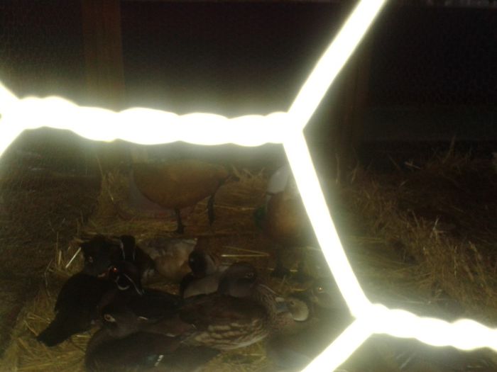 Fotografie-0054 - Expo Ludus 2014  si Brasov 2014