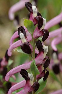 555712_357418221029426_1802459694_n