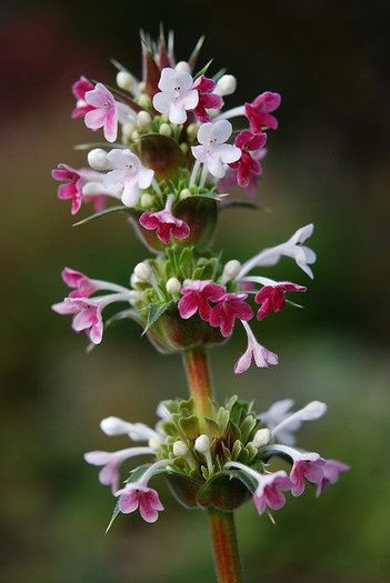 558877_362864407151474_739269973_n - Magia florilor