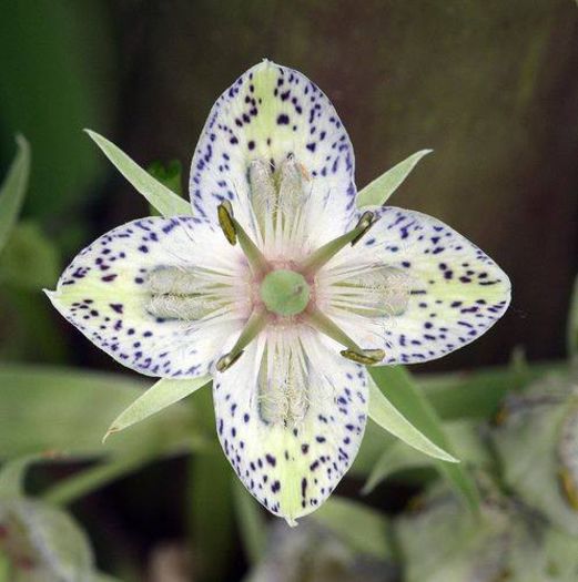 558970_451992694905311_1593473057_n (1) - Magia florilor