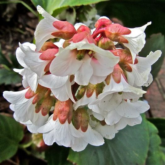 559879_426883194082928_2070135910_n - Magia florilor