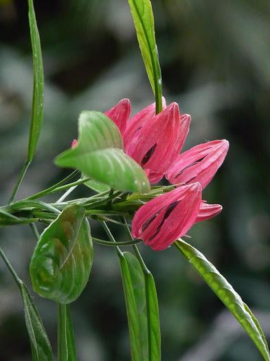 561583_307164102721505_2010272741_n - Magia florilor