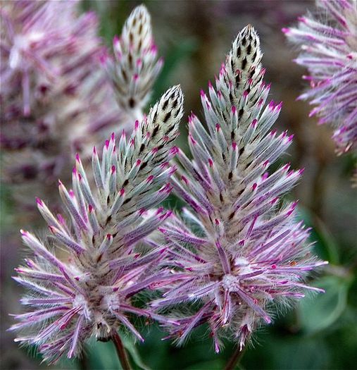 562178_353040964800485_700012545_n - Magia florilor