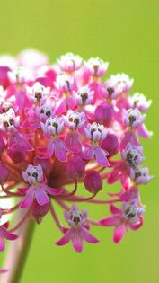 564280_360539380717310_988491976_n - Magia florilor