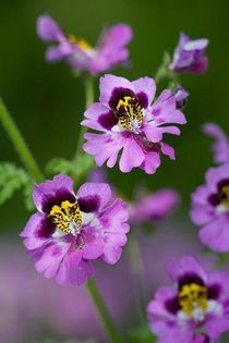 575216_360768704027711_1374742541_n - Magia florilor