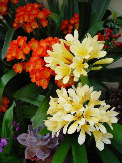 579517_373372039434044_670461262_n - Magia florilor