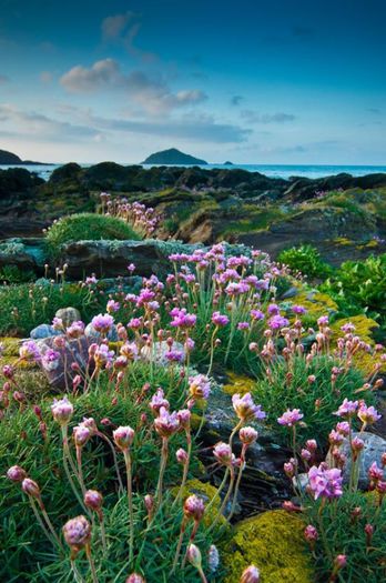 580438_381813931923188_1698933866_n - Magia florilor