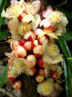 582274_348301695274412_864964654_n - Magia florilor