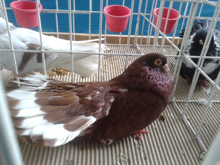 Fotografie-0059 - Expo Ludus 2014  si Brasov 2014