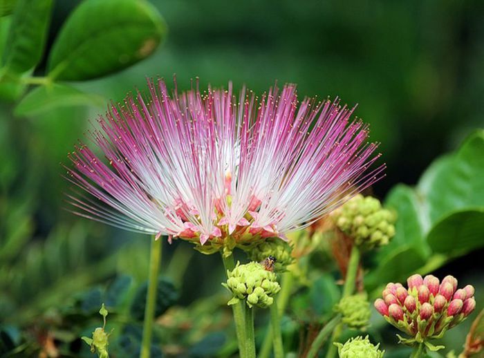 602736_322939417810640_1801008571_n - Magia florilor