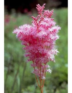 602905_327976220640293_1403299002_n - Magia florilor