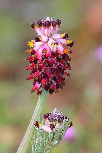 603993_439846066119974_1146168536_n - Magia florilor