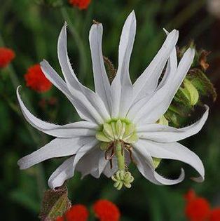 734188_454421174662463_77567289_n - Magia florilor