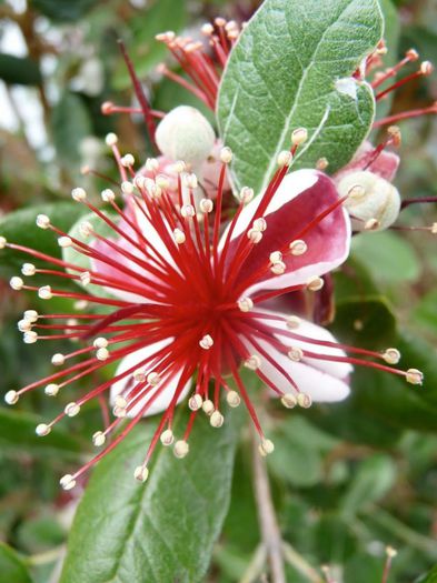 734653_321404981297417_561405817_n - Magia florilor