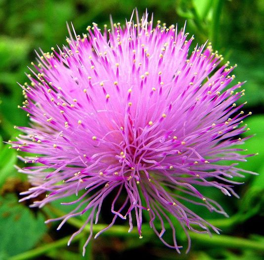 735050_329745850463330_2082717026_n - Magia florilor