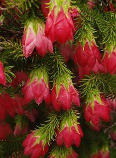 934880_378074908963757_929621640_n - Magia florilor