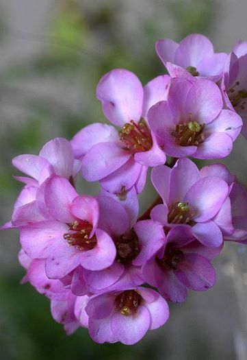 935264_386343331470248_367934800_n - Magia florilor