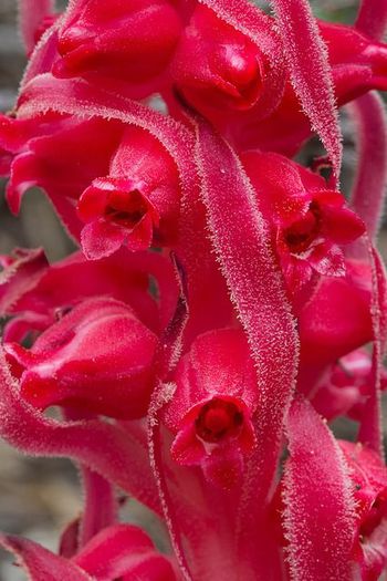 936531_363924803712101_1656050591_n - Magia florilor