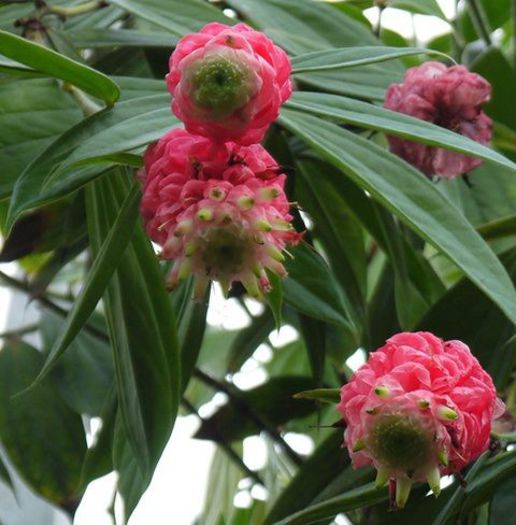 943226_366783246759590_1713162385_n - Magia florilor