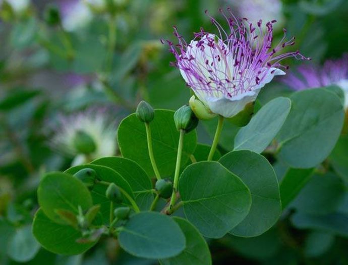 945821_405341199570461_1560203907_n - Magia florilor