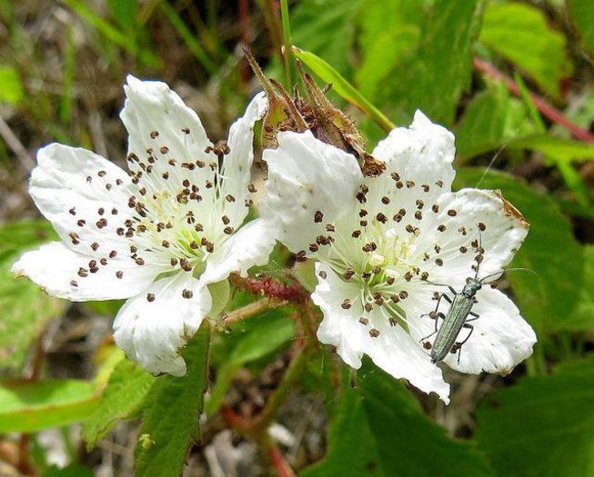 946264_394389553998959_924412442_n - Magia florilor