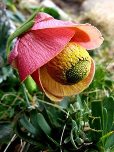 947400_373369979434250_1486864941_n - Magia florilor