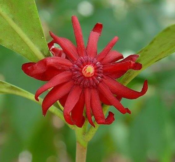 960085_371633702941211_675287536_n - Magia florilor