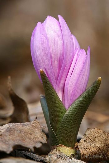 969491_378360012268580_1437841958_n - Magia florilor