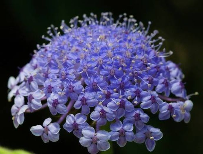 970817_397674817003766_915016959_n - Magia florilor