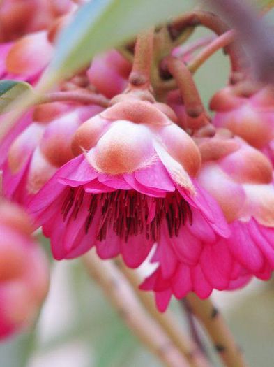 971528_393198117451436_2021448003_n - Magia florilor