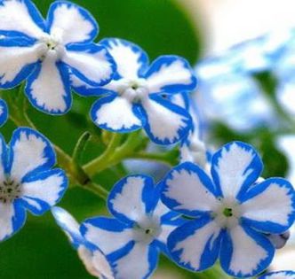 996794_391907234247191_234522928_n - Magia florilor