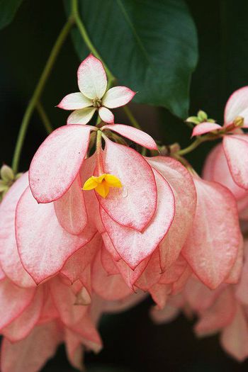 998009_388271851277396_1837283246_n - Magia florilor