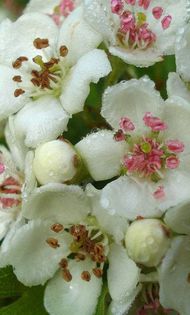 999172_399849490119632_781350602_n