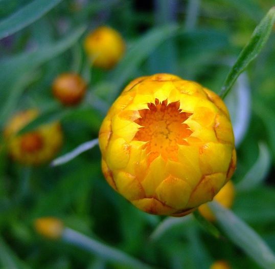 999544_379908015447113_572347440_n - Magia florilor