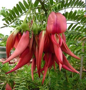 1000060_379908328780415_53586740_n