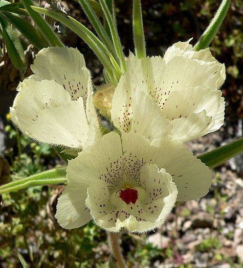 1000454_397651717006076_1767166901_n