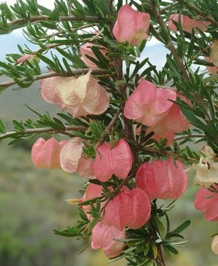 1002314_395960640508517_517563531_n