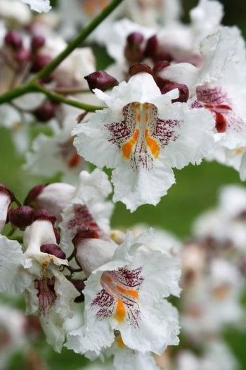 1004087_396669337104314_1584039516_n