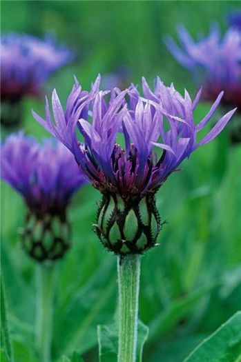 1011192_389025517868696_835671828_n