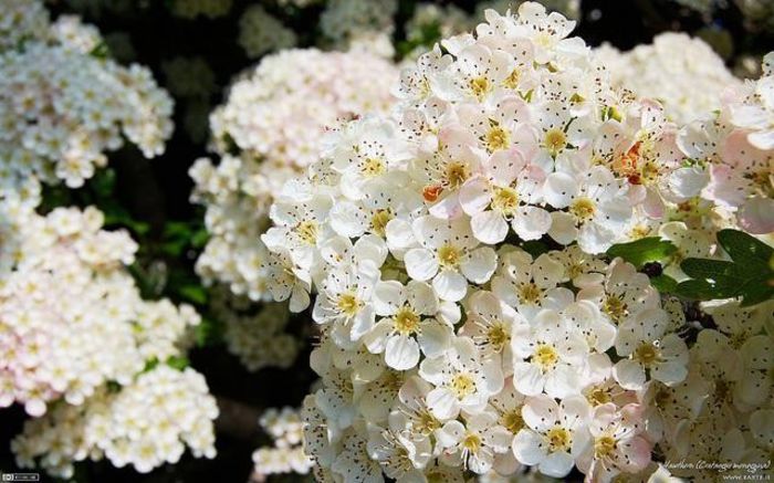 1012440_399851730119408_115283539_n