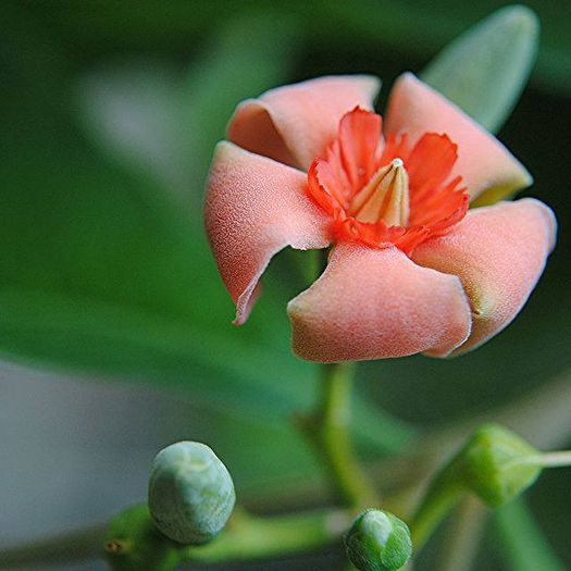 1012736_438842816220299_638403693_n