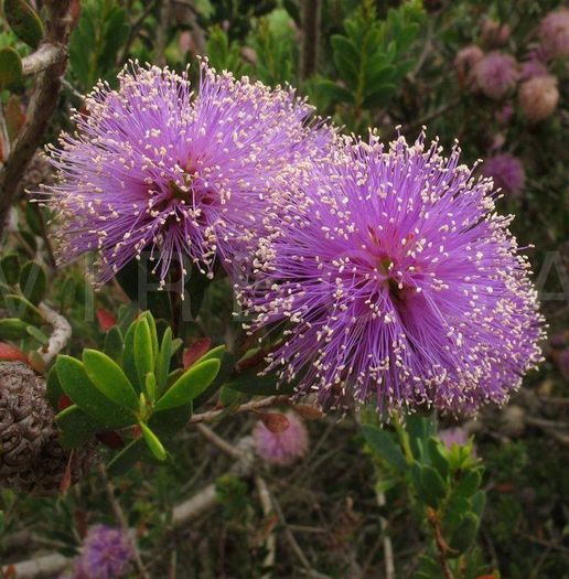 1012742_444704465634134_1824202461_n