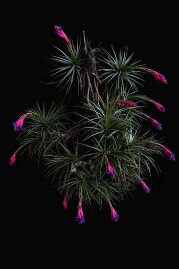 1012884_468637423240838_1197405562_n