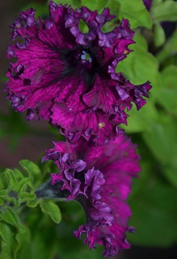 1013232_470463846391529_992912048_n