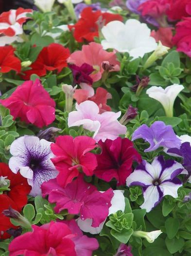 1016196_389852834452631_807385157_n