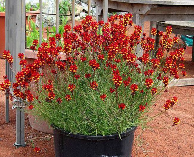 1017334_391502047621043_648025537_n