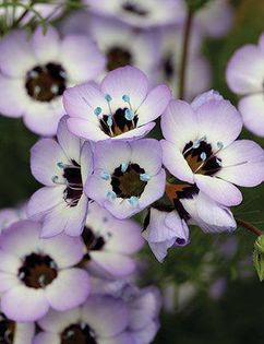 1069990_391501454287769_713874364_n